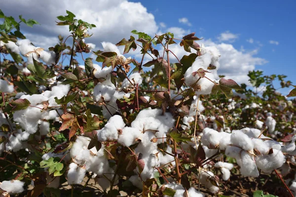 Cotton plant ready for harvest — Stock Photo, Image