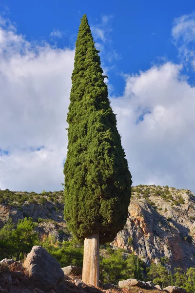 Cypress ao pôr-do-sol, Grécia — Fotografia de Stock