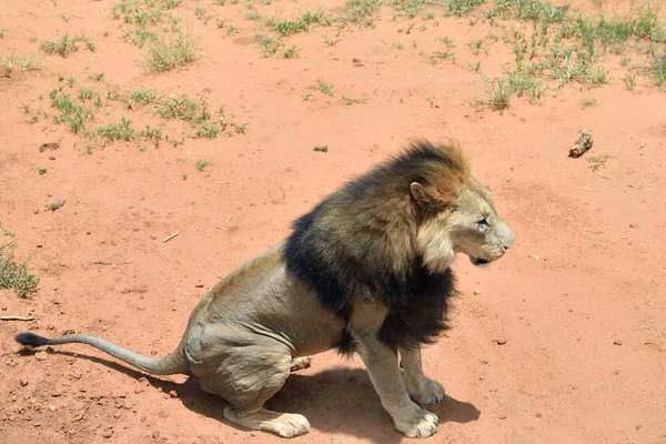 Mężczyzna lew, Namibia — Zdjęcie stockowe