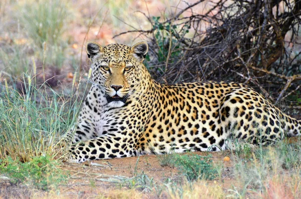 África. Namíbia. leopardo — Fotografia de Stock