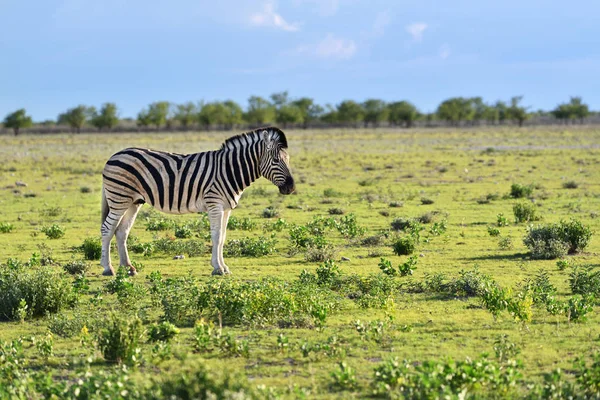 Zebra etkin, Namibia — Stok fotoğraf