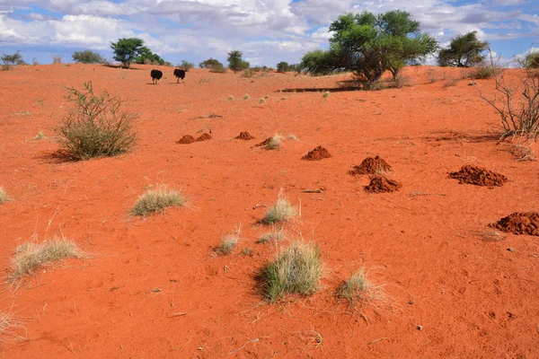 Deserto de Kalahari, Namíbia, África — Fotografia de Stock