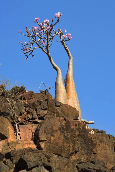 Île de Socotra, Yémen — Photo