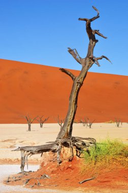 Deadvlei, Sossusvlei. Namibya