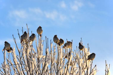 Bohem İpekkuyruk kuşlar