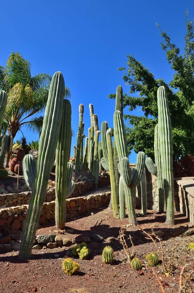 Kaktusová zahrada, Španělsko — Stock fotografie