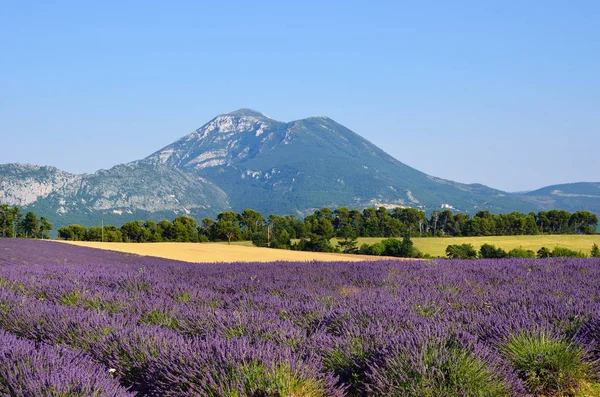 Provence rural landscape — Stock Photo, Image