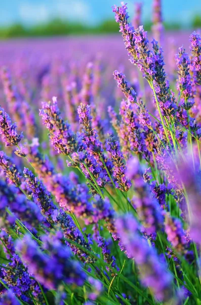 Lavendelblüte, Provence, Frankreich — Stockfoto