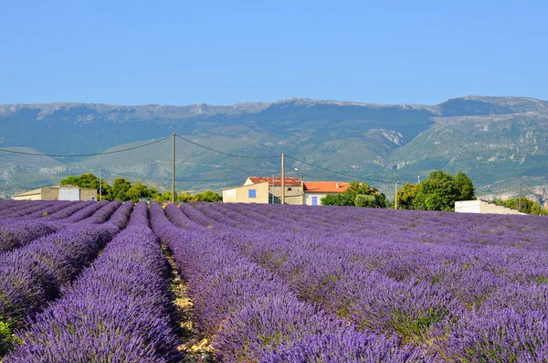 Lavendelfält i Provence, Frankrike — Stockfoto