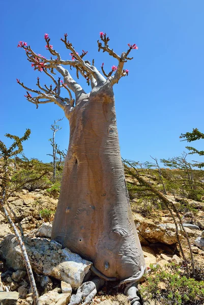 Şişe ağaç Sokotra Adası, Yemen 