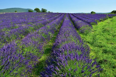 Lavanta tarlası, Provence, Fransa