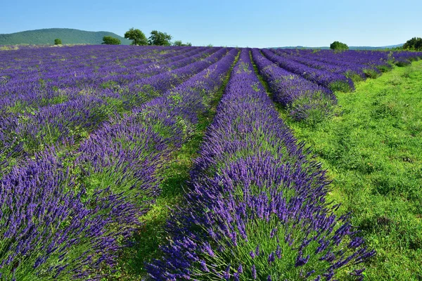 Levandulové pole, Provence, Francie — Stock fotografie