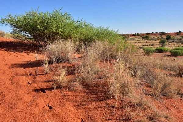 Poušti Kalahari, Namibie — Stock fotografie