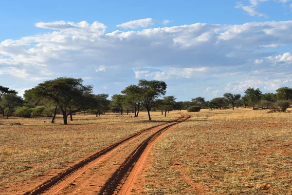 Le désert du Kalahari, Namibie — Photo