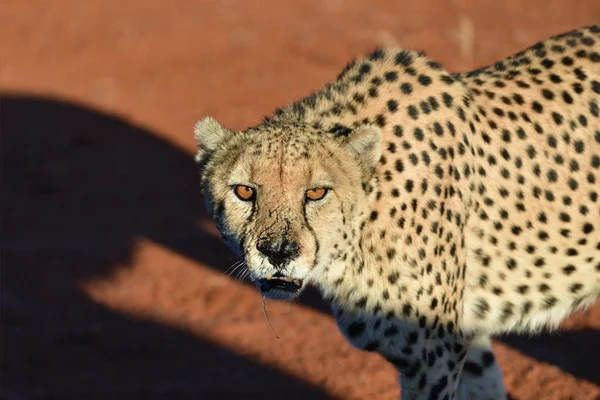 Африка. Намибия. Гепард — стоковое фото