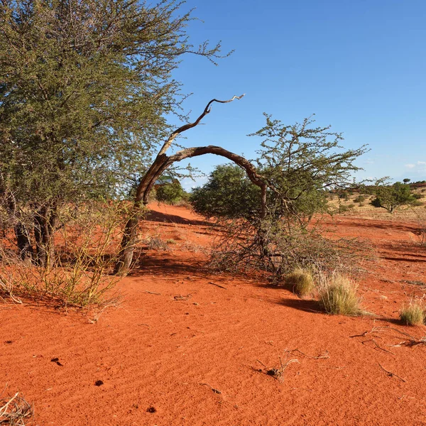 Kalahari Çölü, Namibya — Stok fotoğraf