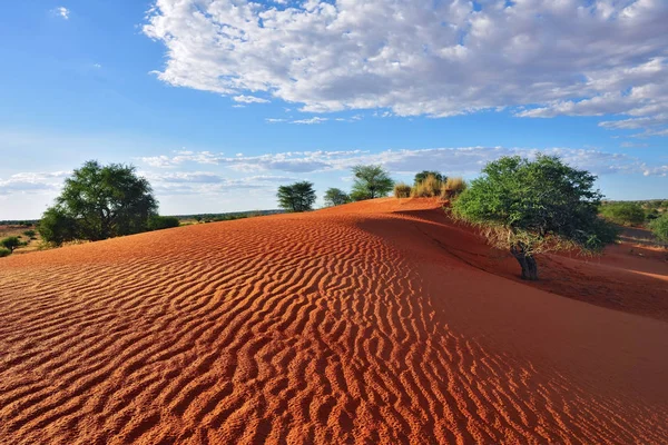 Έρημο Καλαχάρι, Ναμίμπια — Φωτογραφία Αρχείου