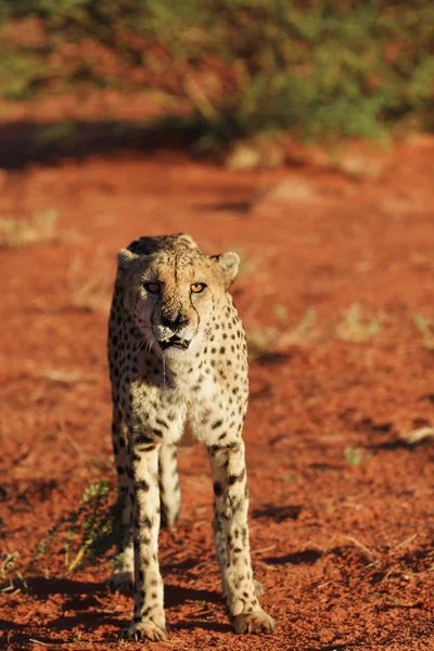 África. Namíbia. Cheetah... — Fotografia de Stock