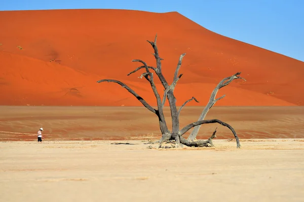 Deadvlei, Sossusvlei. Namibia — Stock Photo, Image