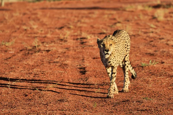 África. Namíbia. Cheetah... — Fotografia de Stock