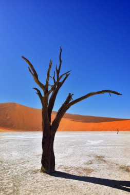 Deadvlei, Sossusvlei. Namibya