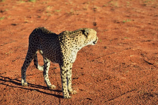 África. Namíbia. Cheetah... — Fotografia de Stock