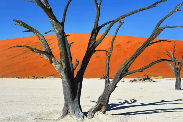 Deadvlei, Sossusvlei. Namibia — Stock Photo, Image