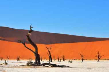 Deadvlei, Sossusvlei. Namibya
