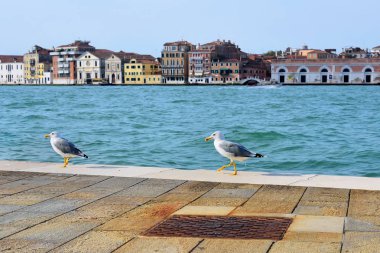 Giudecca kanal, Venedik iki martı