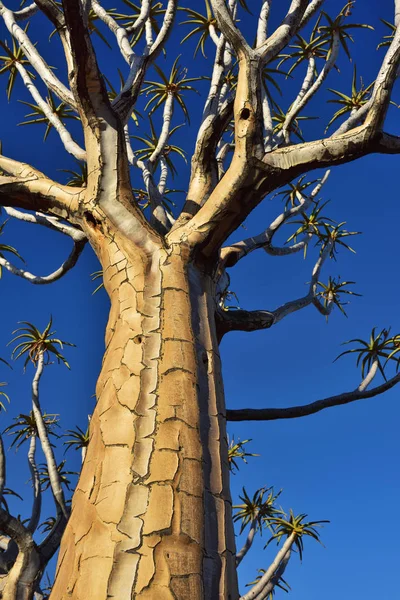 Tiburón Bosque Namibia — Foto de Stock