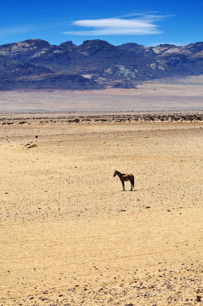 Koně v poušti Karoo sukulentní, Namibie — Stock fotografie