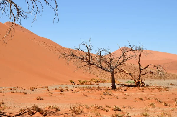 Sossusvlei, Namib Naukluft National Park, Namibia — Stockfoto