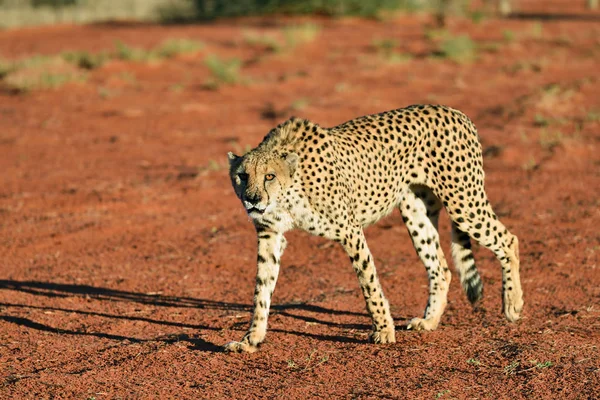 Africa. Namibia. Kalahari. Cheetah — Stock Photo, Image