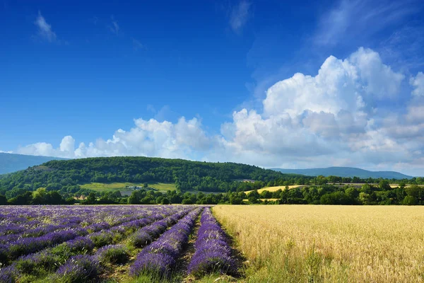 Paysage Provence, France — Photo