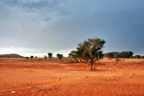 Namib Çölü manzarası, Namibya
