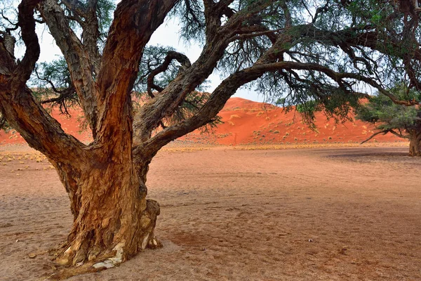 Désert namibien, namibie — Photo