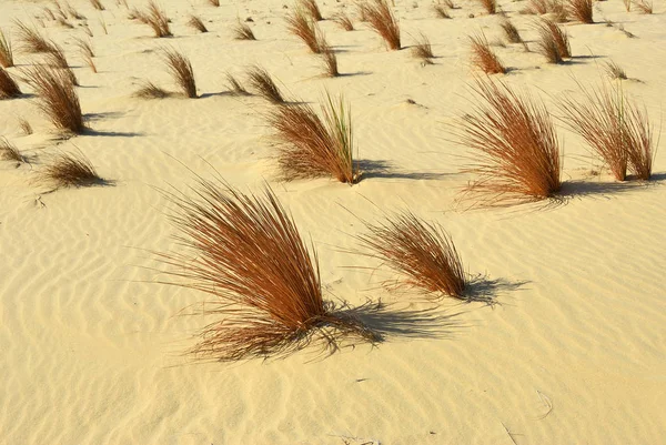 Saharawoestijn, gras in zand, Egypte — Stockfoto