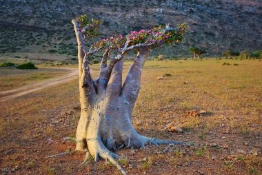 Flowering bottle tree on Socotra island, Yemen  clipart
