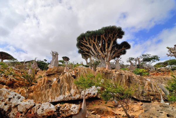 Árvore de sangue de dragão e árvores de garrafa em Socotra, Iêmen — Fotografia de Stock