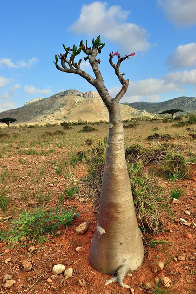 Пляшка дерево Сокотра Ємен — стокове фото