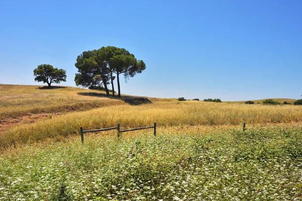 Rural lanscape, Portugal — Stock Photo, Image