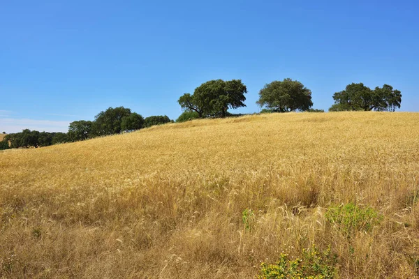 Rural landscape, Portugal — Stock Photo, Image