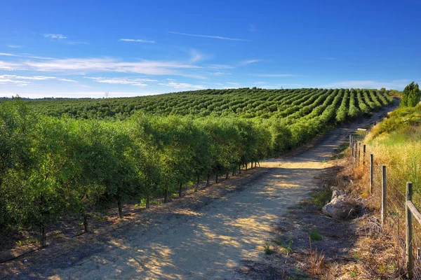 Paesaggio rurale. Oliveto. Portogallo — Foto Stock