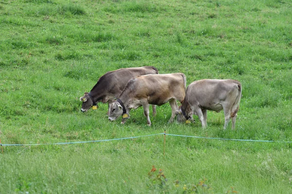 Koeien op de weide, Zwitserland — Stockfoto