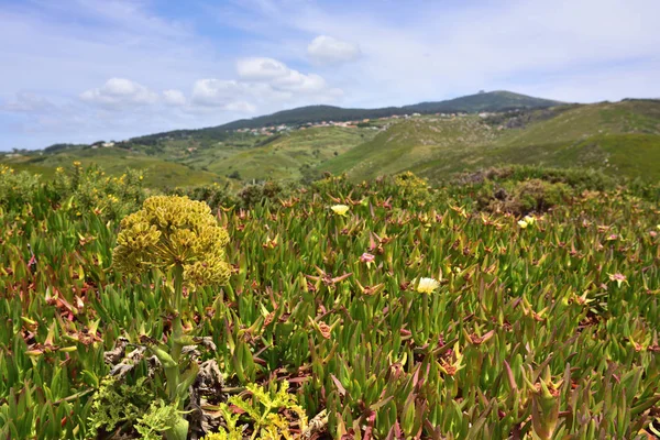 Roca cape (cabo da roca) landschaft in sintra portugal — Stockfoto