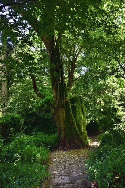 Parque em Sintra, Portugal — Fotografia de Stock