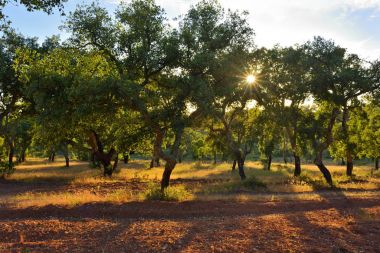 Cork oak trees, Portugal clipart