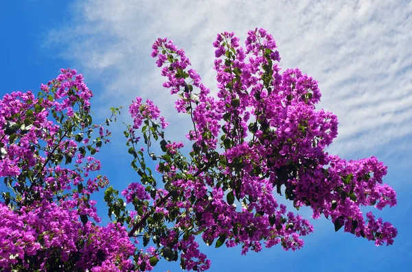 Vackra rosa bougainvillea blommor — Stockfoto