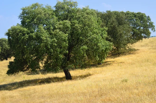 Cork oak trees, Portugal — Stock Photo, Image