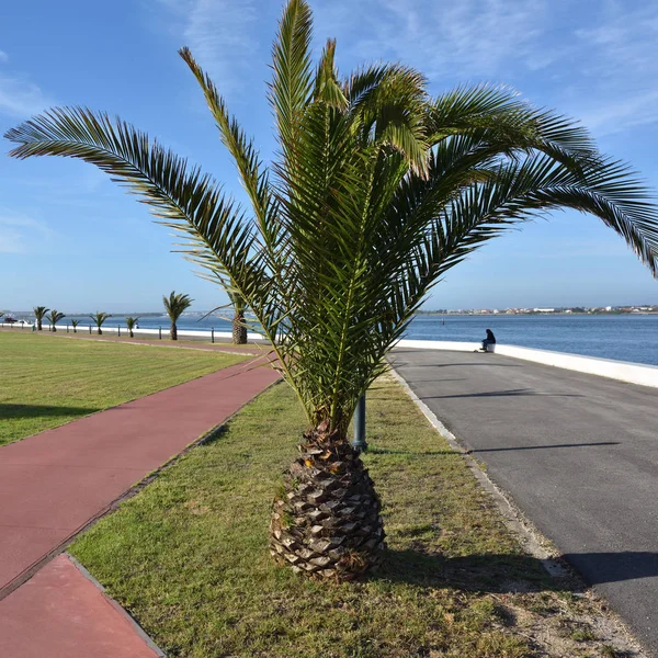 Palm tree in Costa Nova. Portugal — Stock Photo, Image